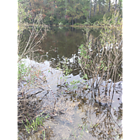 Chesapeake King Tide image